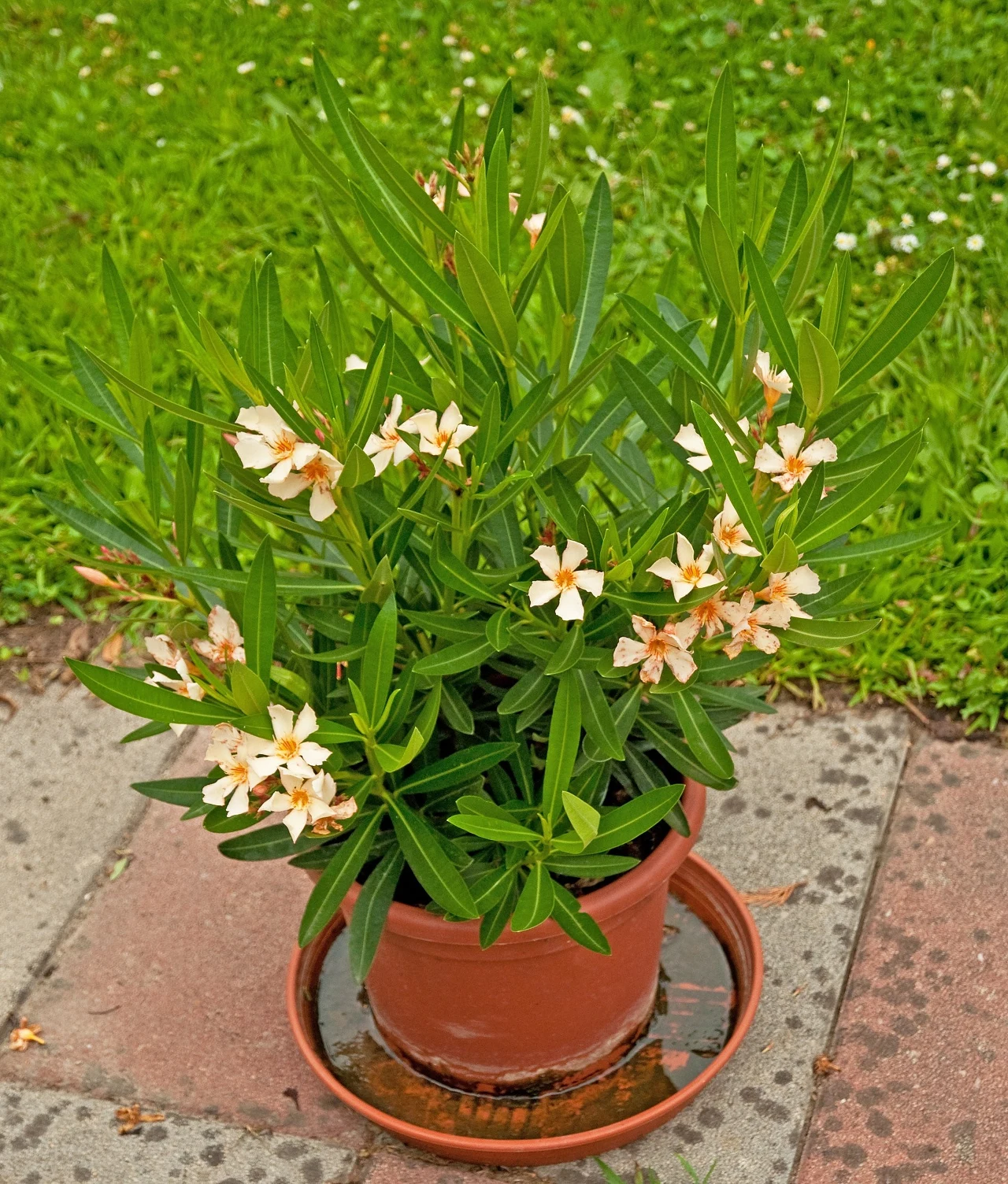 Pierwsze objawy niedoboru wody to usychające liście oleandra