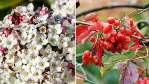 Kalina Burkwooda to roślina, która charakteryzuje się pięknym zapachem i równie imponującym wyglądem.