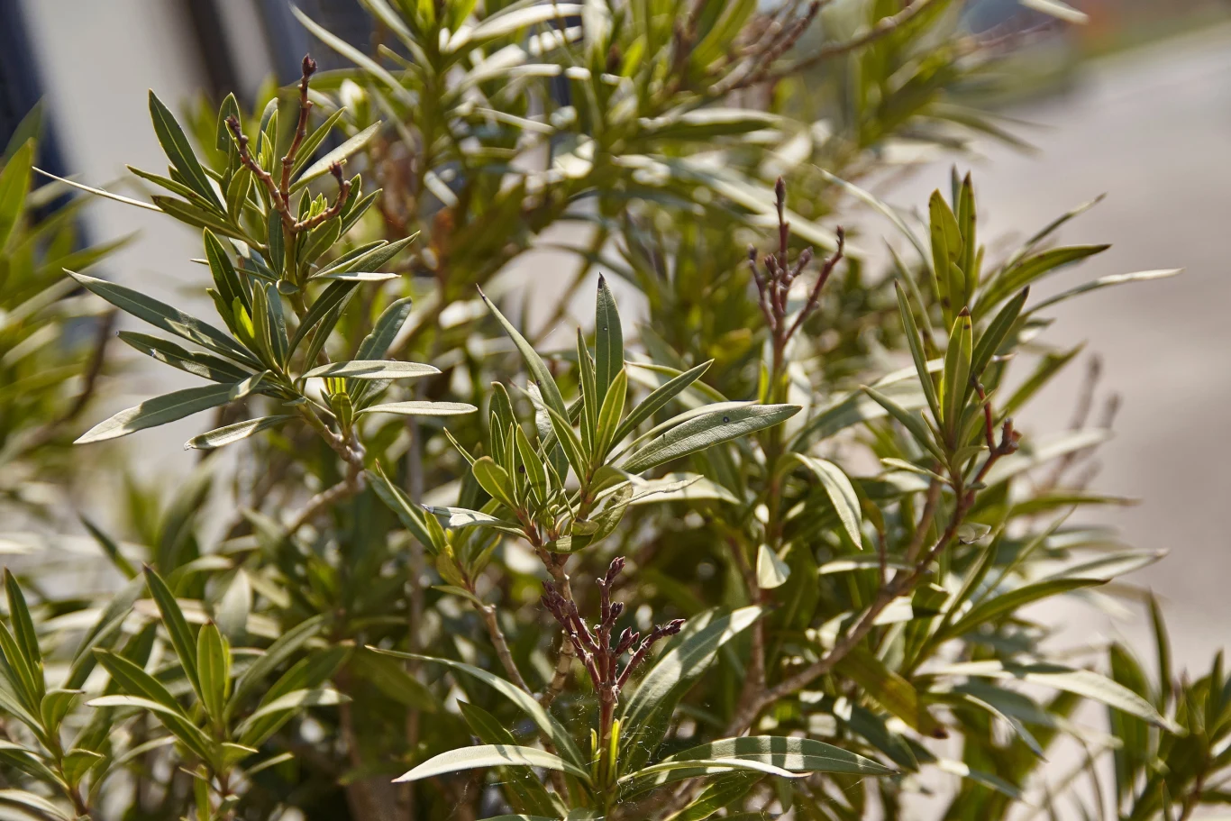 Dlaczego oleander nie kwitnie