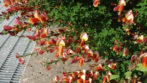 Szczodrzeniec purpurowy to niewysoki i łatwy w uprawie krzew.