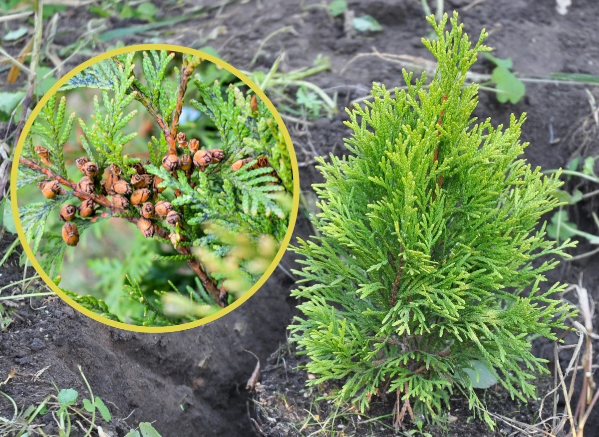 Na wysiew nasion tui najlepsza jest wczesna wiosna