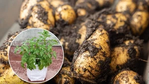 Uprawa ziemniaków jest bardzo łatwa i nie wymaga wielu umiejętności.