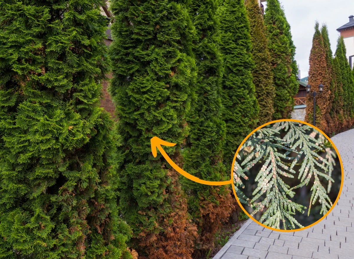 Z reguły tuje są odporne na występowanie chorób czy działanie szkodników