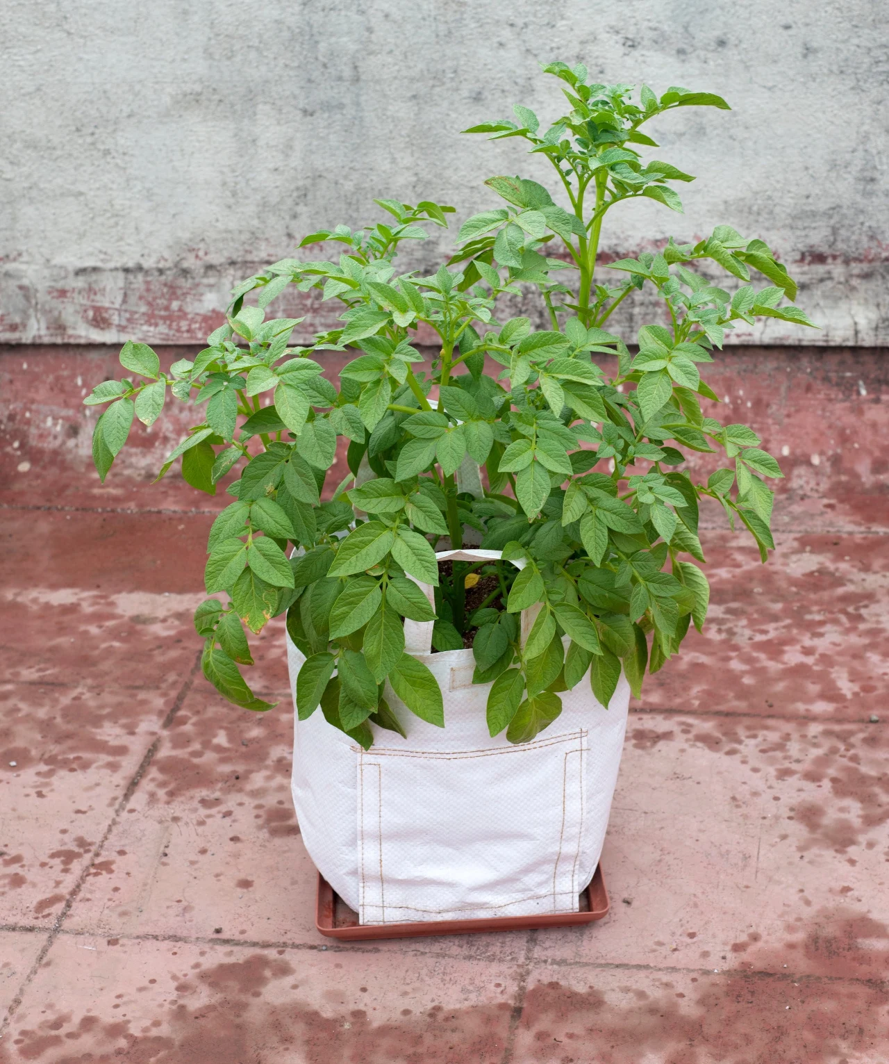 Sadzenie ziemniaków mozna rozpocząć już w kwietniu