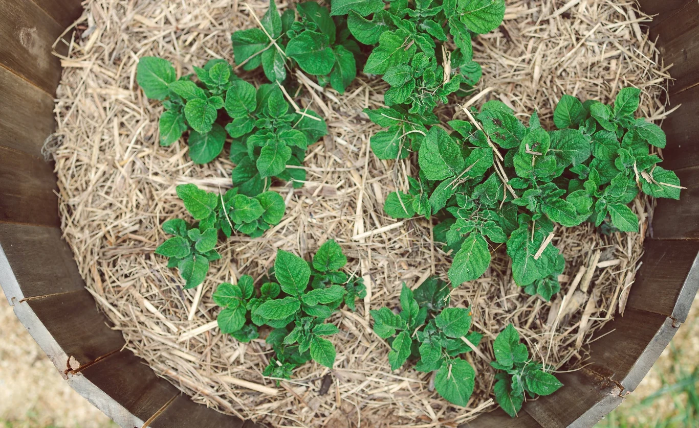 Ziemniaki na balkonie można uprawiać niemal w dowolnym pojemniku