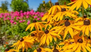 Rudbekie wprowadzają do ogrodu mnóstwo barw.