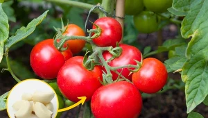 Czosnek od lat stosowany jest jako warzywo przyprawowe, preparat leczniczy i naturalny środek ochrony roślin