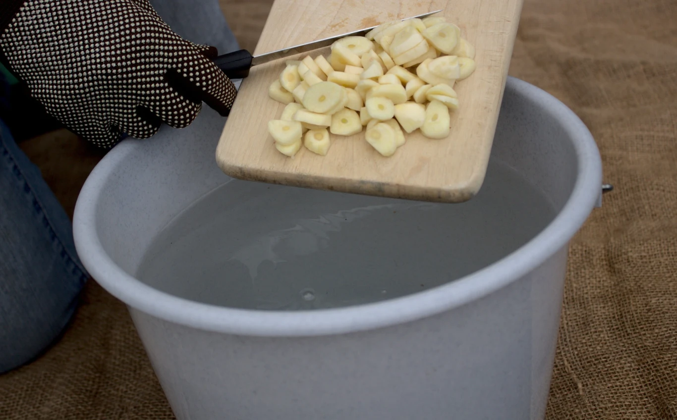 Jak wykorzystać czosnek w uprawie pomidorów