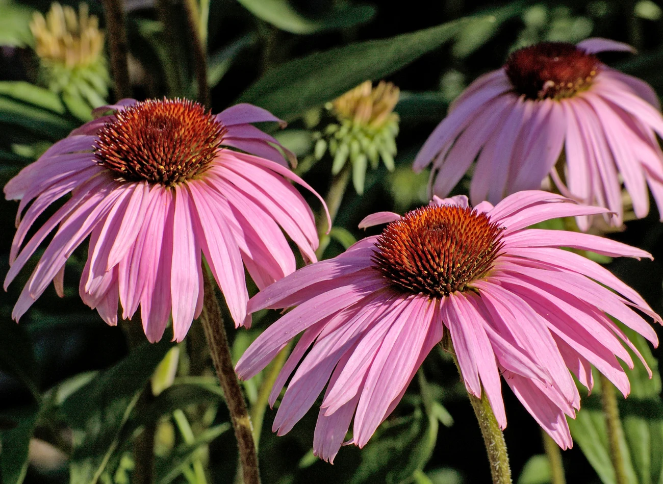 Rudbekie występują w różnych wersjach kolorystycznych