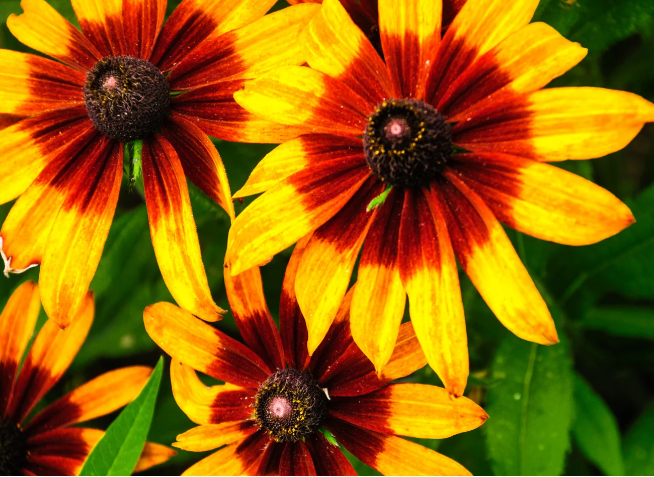 Niektóre odmiany rudbekii owłosionej mają cieniowane płatki kwiatów