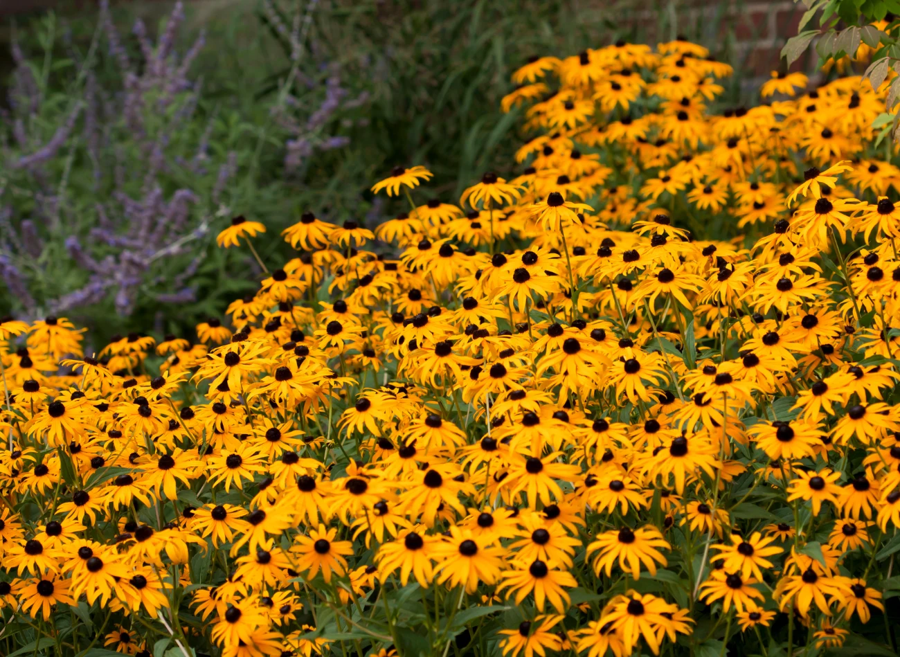 Rudbekie idealnie nadają się do obsadzania rabat