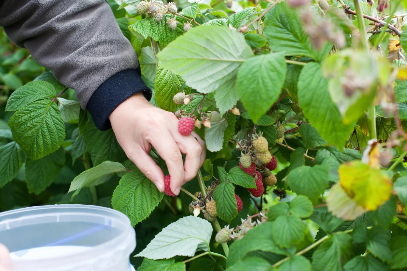 Warto hodować krzewy malin w swoim ogrodzie