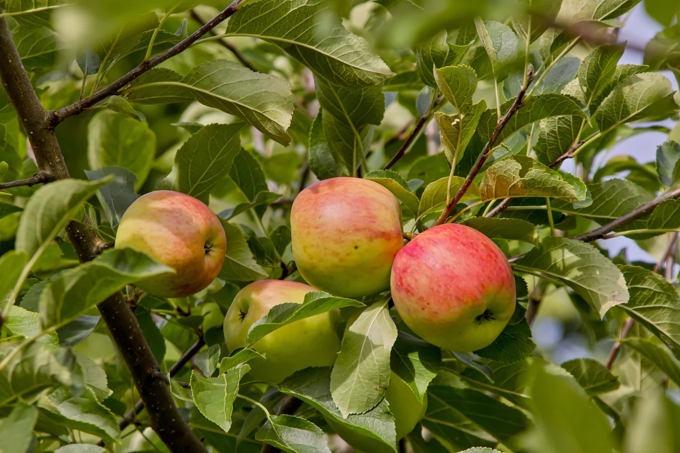 Jabłonie Piros owocują w sierpniu, a ich jabłka są zielone z czerwonym rumieńcem