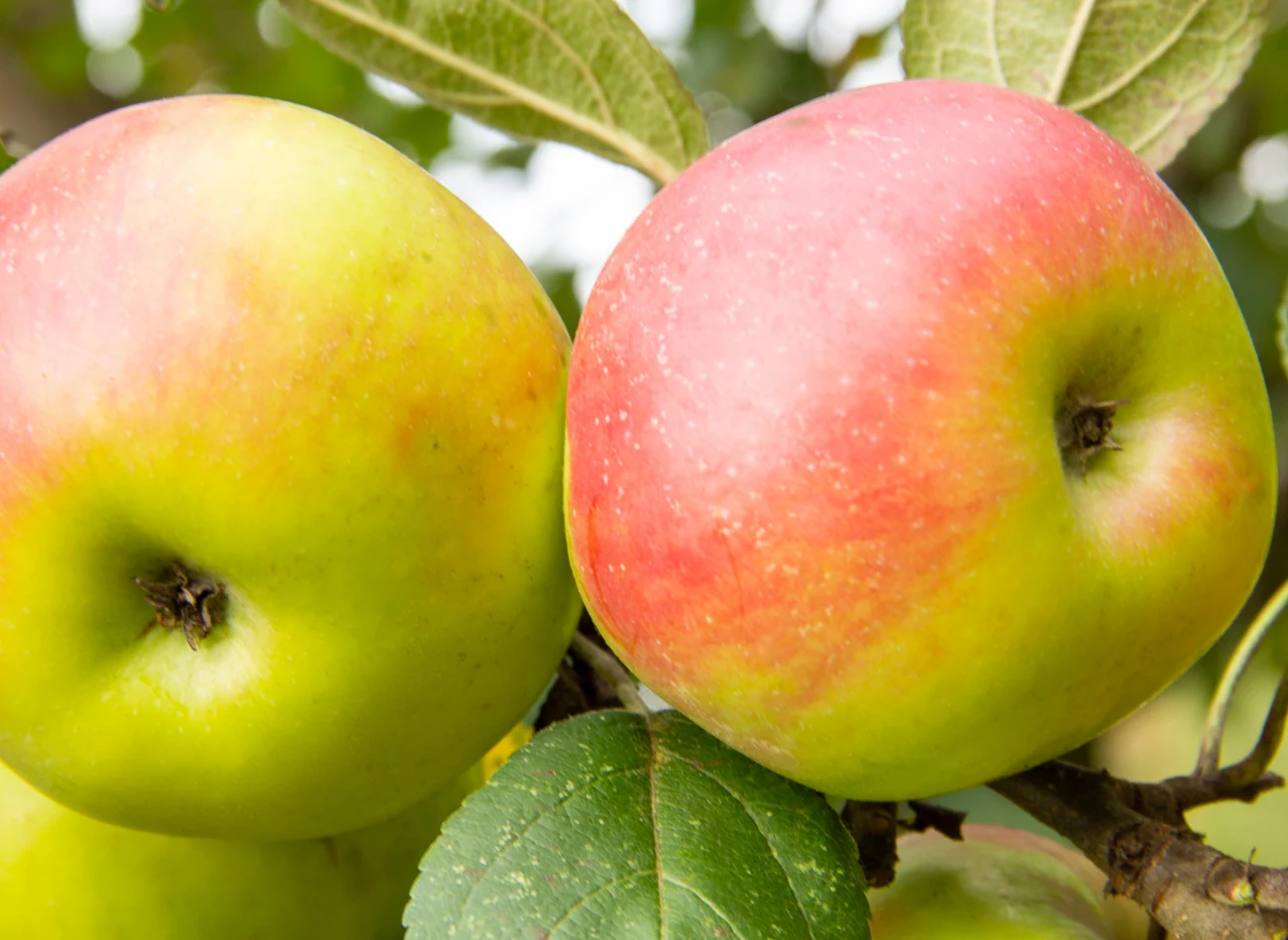 Jabłka Ananasa Berżenickiego mają żółtą skórkę z czerwonym rumieńcem