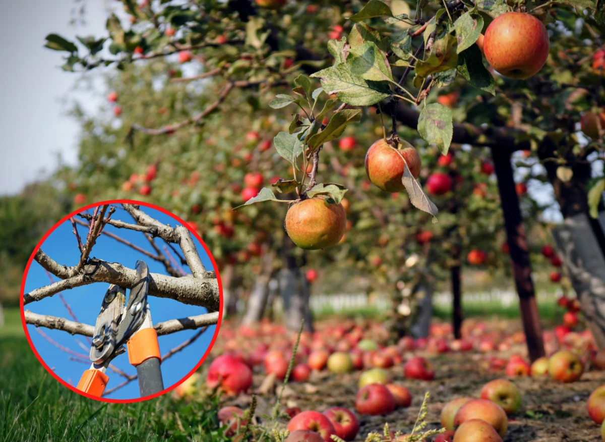 Przycinanie to jeden z najważniejszych zabiegów pielęgnacyjnych, dzięki któremu drzewka obficie owocują