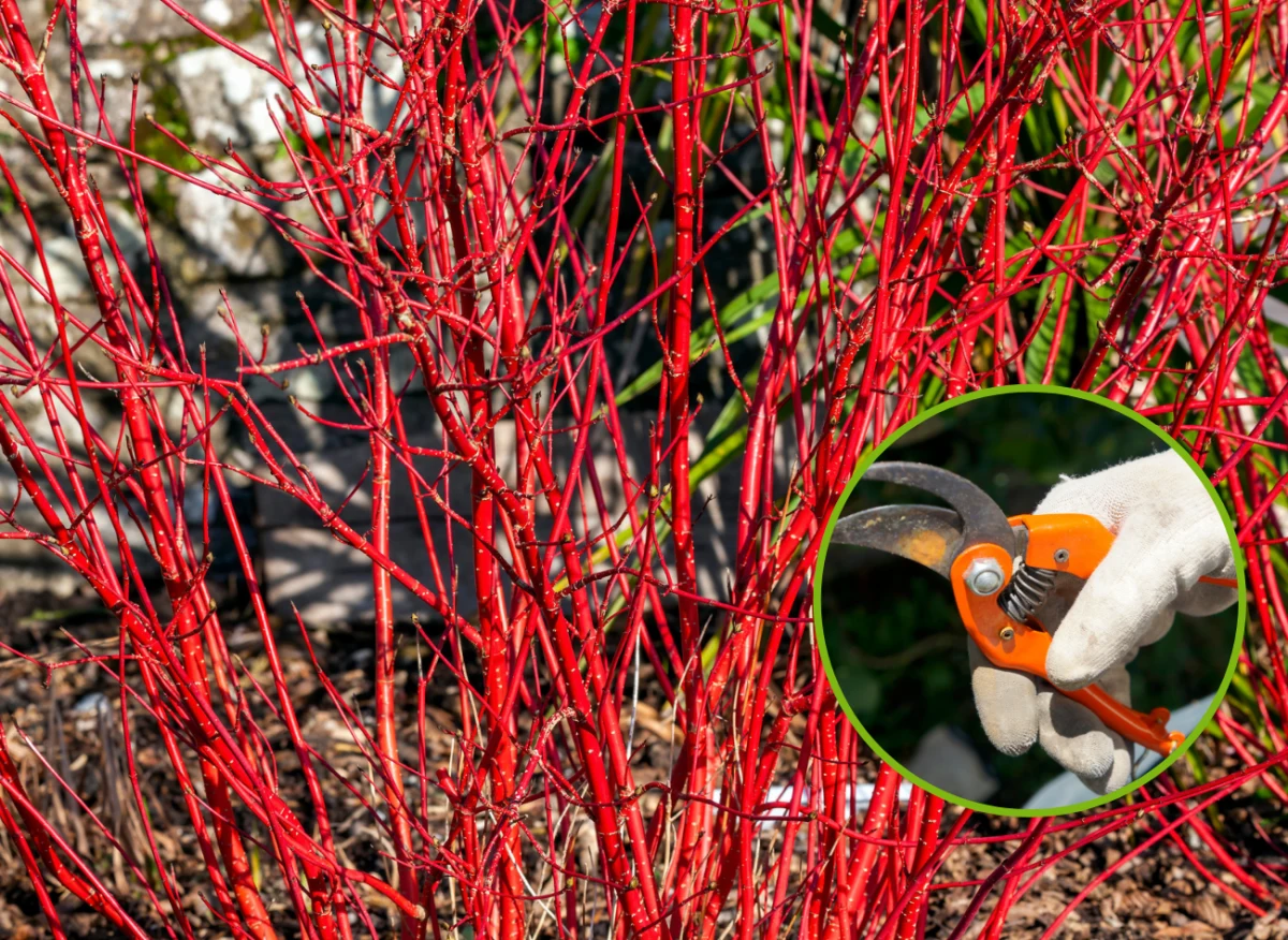 Cięcie derenia należy przeprowadzić w okresie bezlistnym