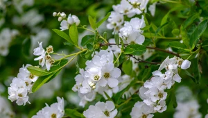 Obiela wielokwiatowa - wymagania, uprawa, kwitnienie, cięcie