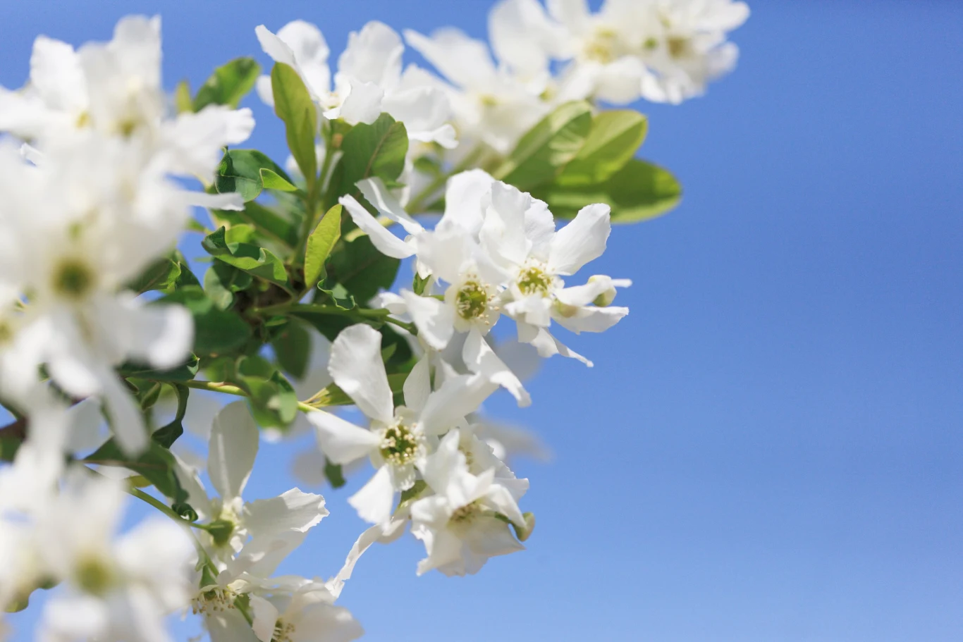 Ozdobą obieli są duże białe kwiaty