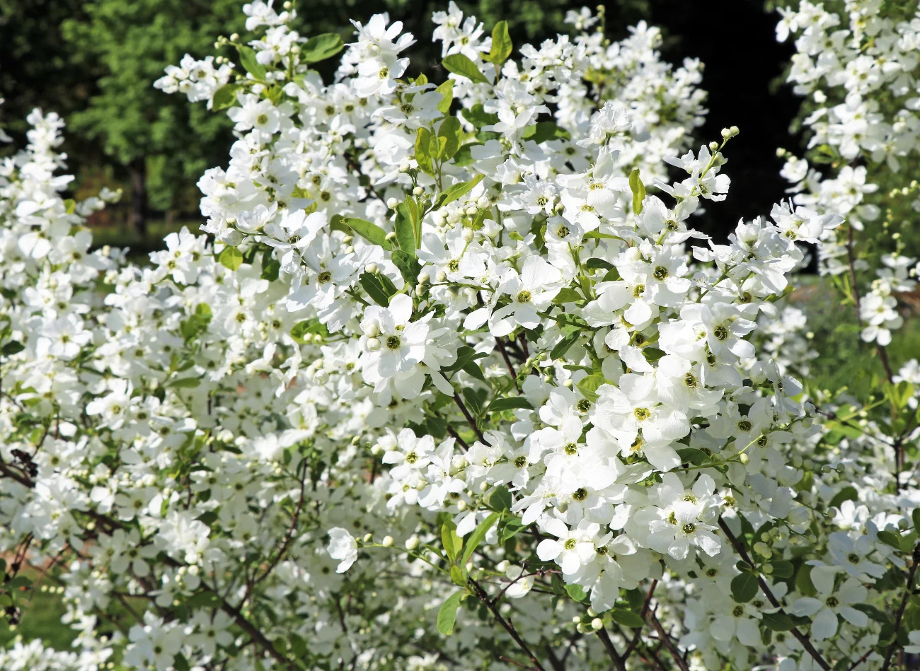 Obiela jest odporna na mróz i nie ma dużych wymagań