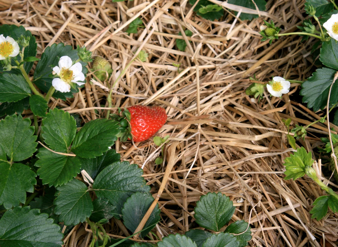 Ściółkowanie chroni truskawki przed utratą wody i przymrozkami