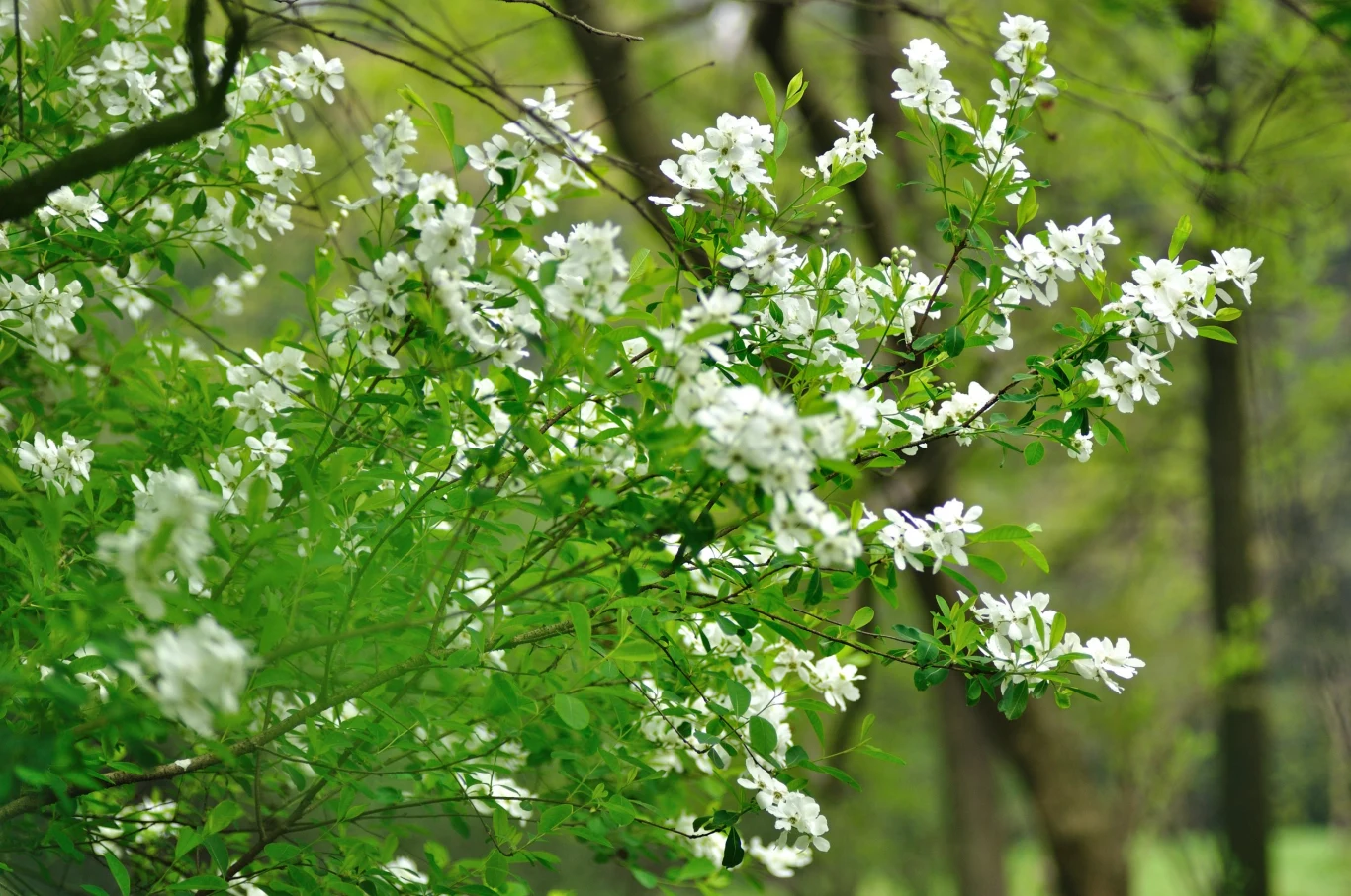 Obiela sprawdzi się w każdym ogrodzie
