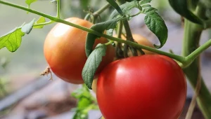 Owoc pomidora to jagoda przybierająca czerwoną barwę.