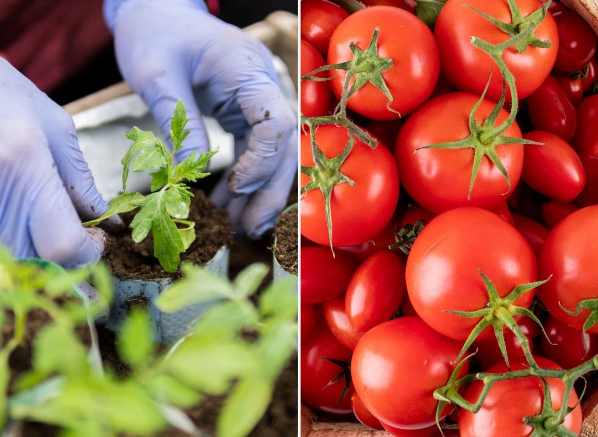 Pomidory bardzo lubią przesadzanie