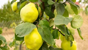 Pigwa pospolita występuje w kilku odmianach.