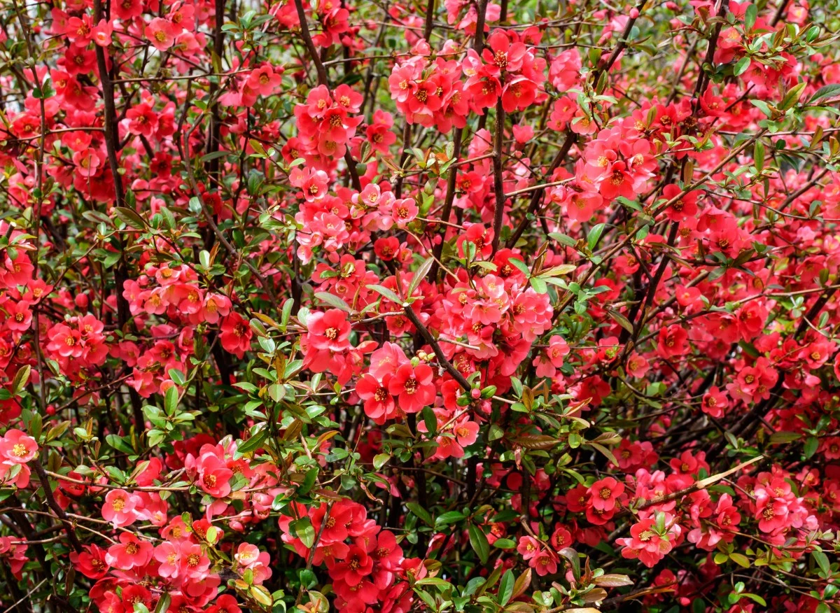 Pigwowiec japoński to urokliwy krzew o pięknych kwiatach i zdrowych owocach