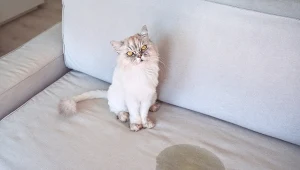 Dlaczego zwierzę załatwia się poza kuwetą?