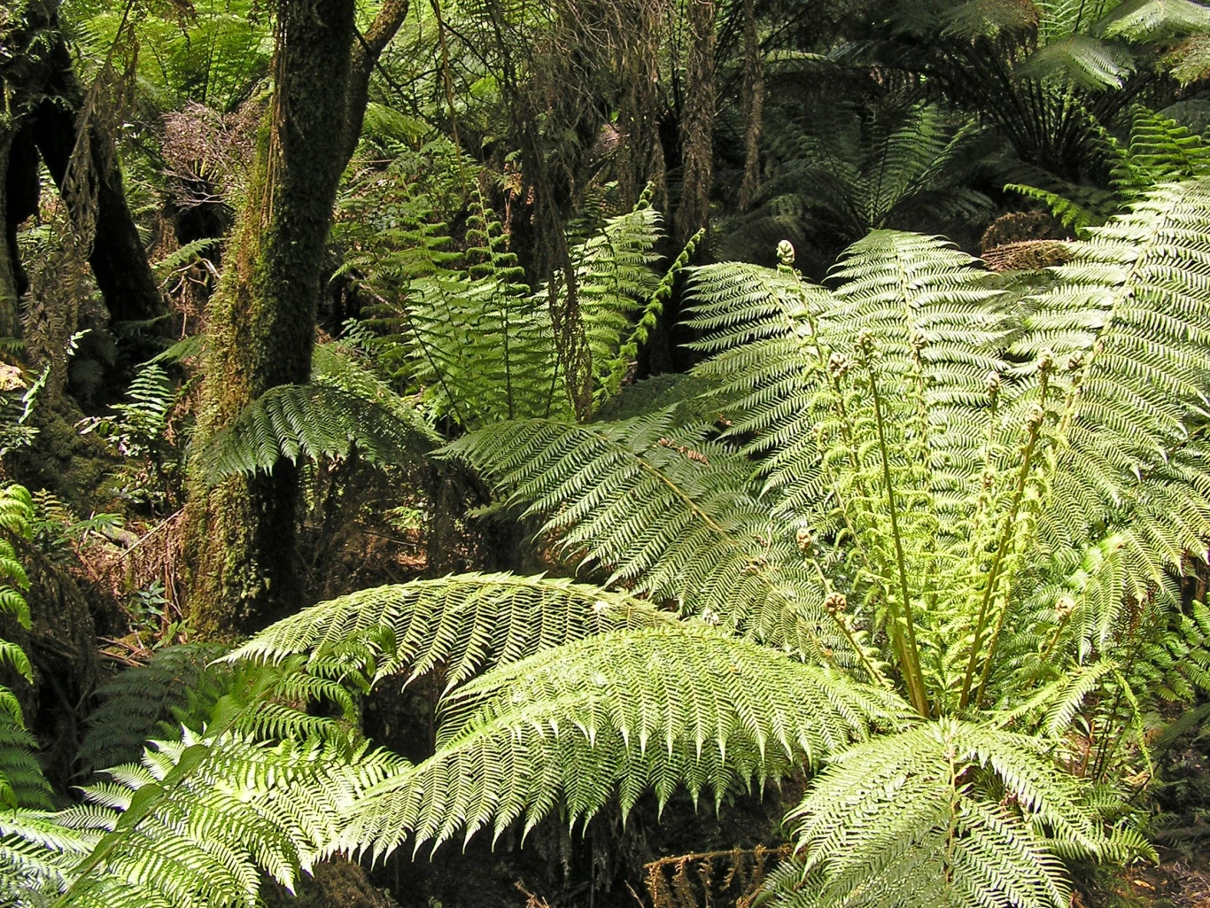 Przyciagają miłość i chronią od złego