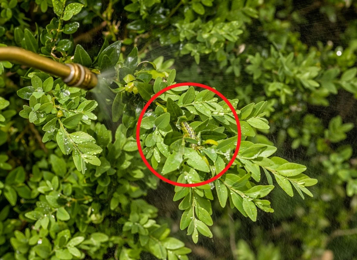 Pierwszy oprysk przeciwko ćmie bukszpanowej wykonuje się w kwietniu