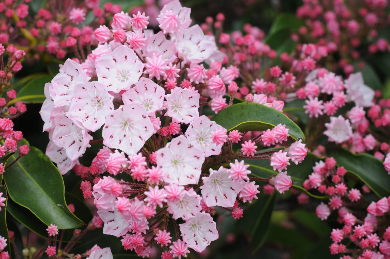 Kalmia szerokolistna