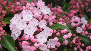 Kalmia szerokolistna