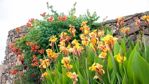 Kanny nadadzą całej kompozycji wspaniałego, egzotycznego charakteru.