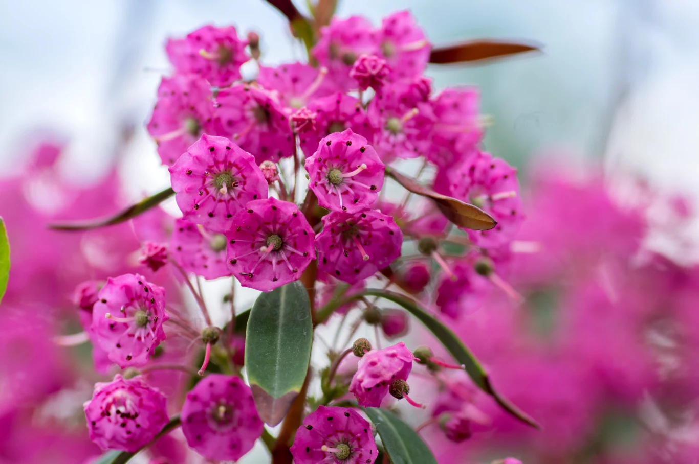 Kalmia wąskolistna, odmiana 'Rubra'