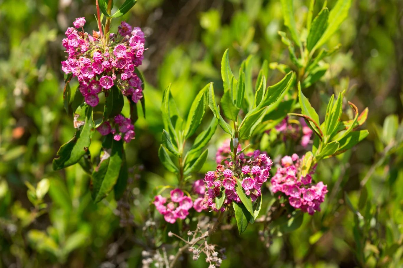 Kalmia wielolistna