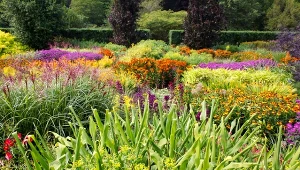 Oto 24 najpiękniejszych bylin do ogrodu