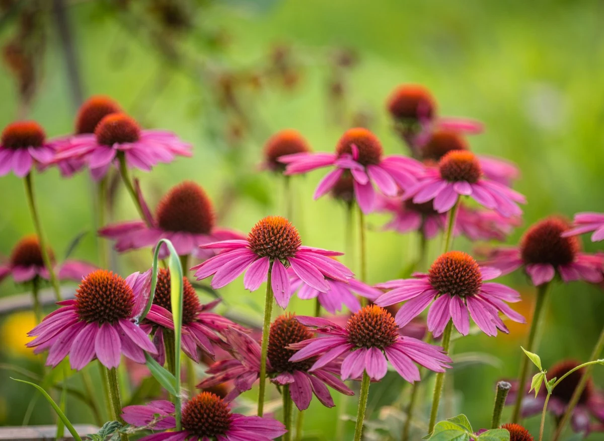 Jeżówka kwitnie całe lato