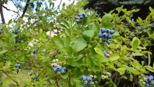 Owoce borówki są bardzo smaczne, słodkie i zdrowe.