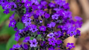 W naturalnych warunkach heliotrop może osiągać wysokość od 20 centymetrów do nawet 1 metra