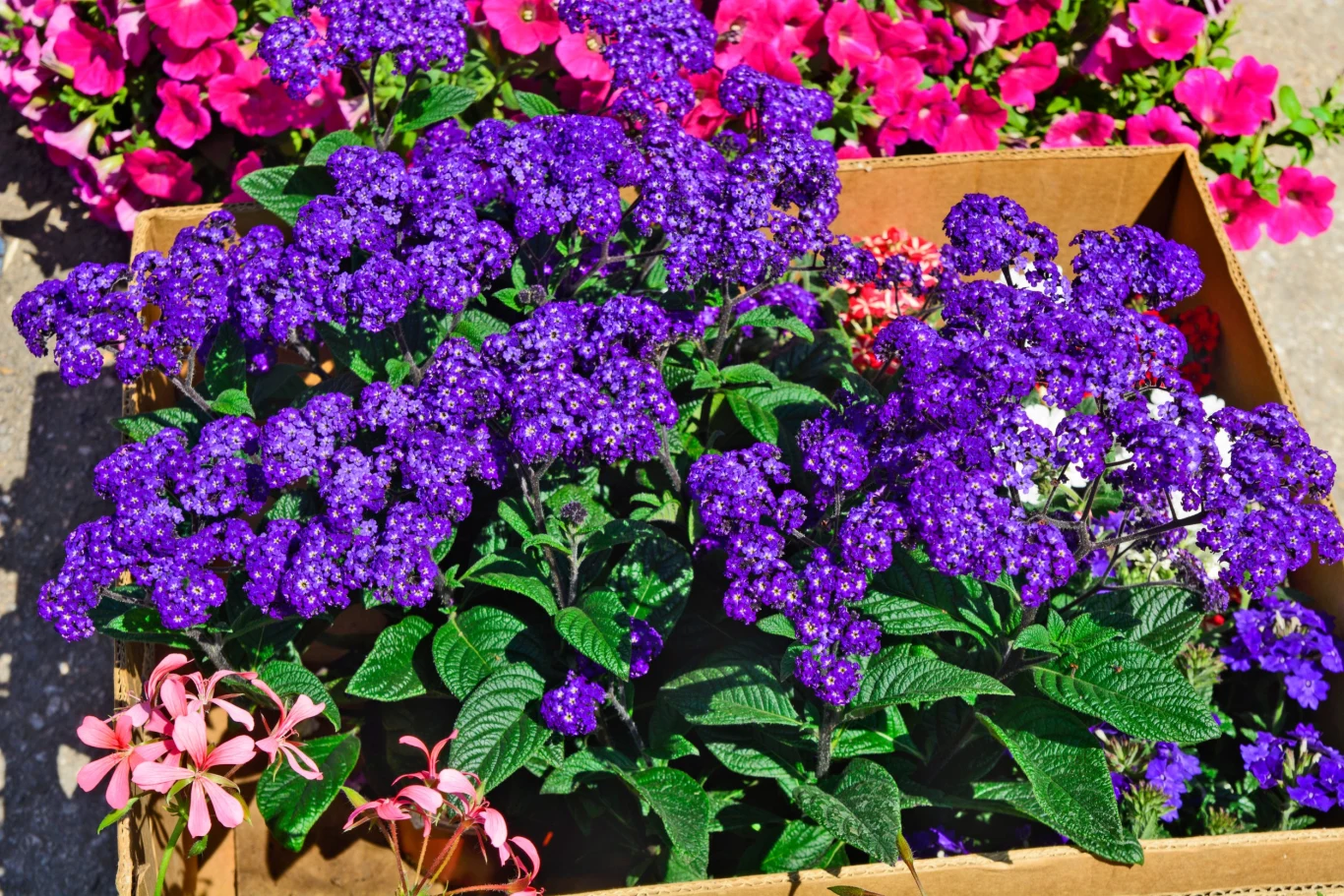 Heliotrop ma delikatny i kojący zapach