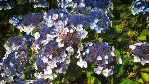 Hortensja kosmata - uprawa, pielęgnacja, przycinanie