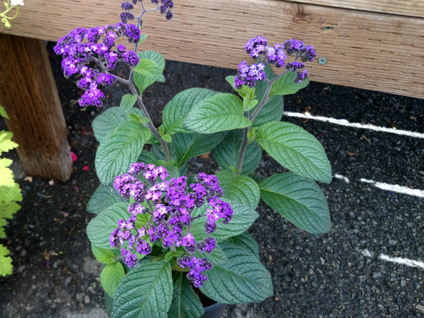 Na zimę heliotropa należy przenieść do jasnego pomieszczenia o dodatniej temperaturze