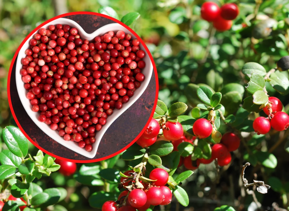 Owoce borówki brusznicy są bogatym źródłem substancji pozytywnie wpływających na zdrowie