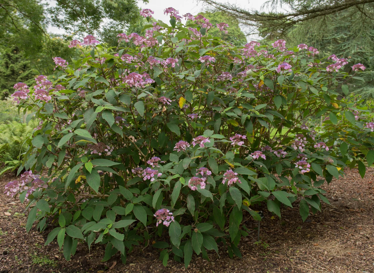 Hortensja kosmata dorasta do 3 m średnicy