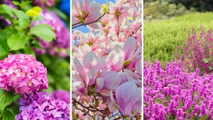 Niektóre rośliny najpiękniej rosną w kwaśnym podłożu.