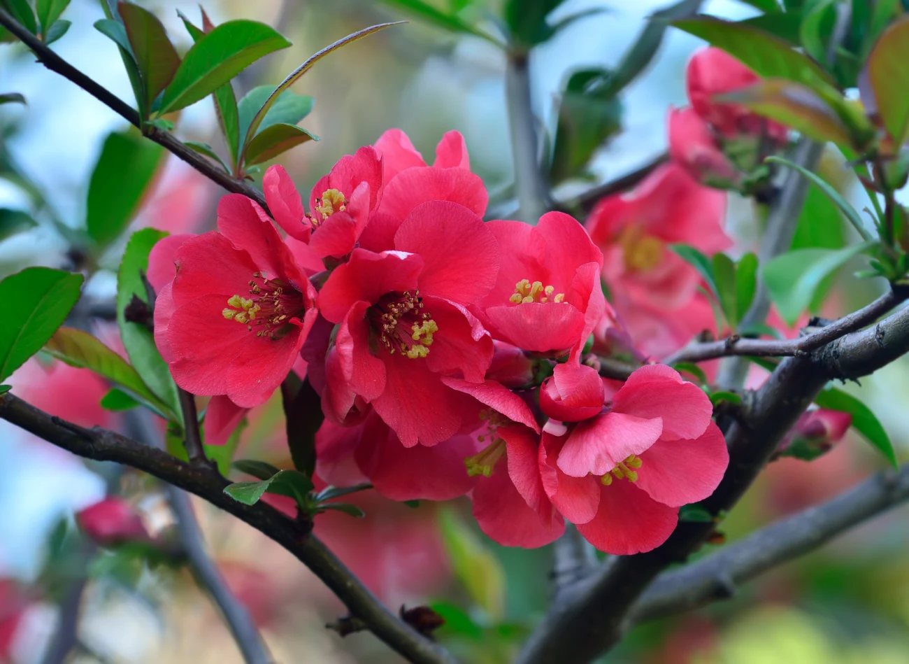 Wiosną pigwowiec japoński obficie zakwita