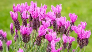 Lawenda francuska jest oryginalna, ale za to delikatna.