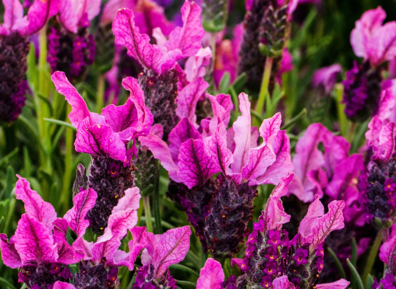 Największym atutem lawendy francuskiej są jej "motylkowate" kwiaty